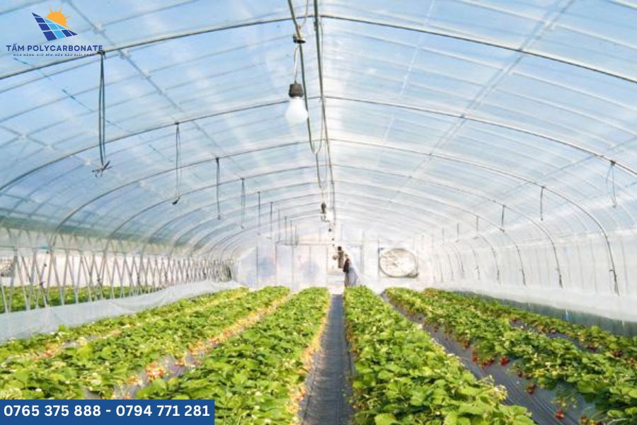 Ứng dụng poly 10mm trong nông nghiệp